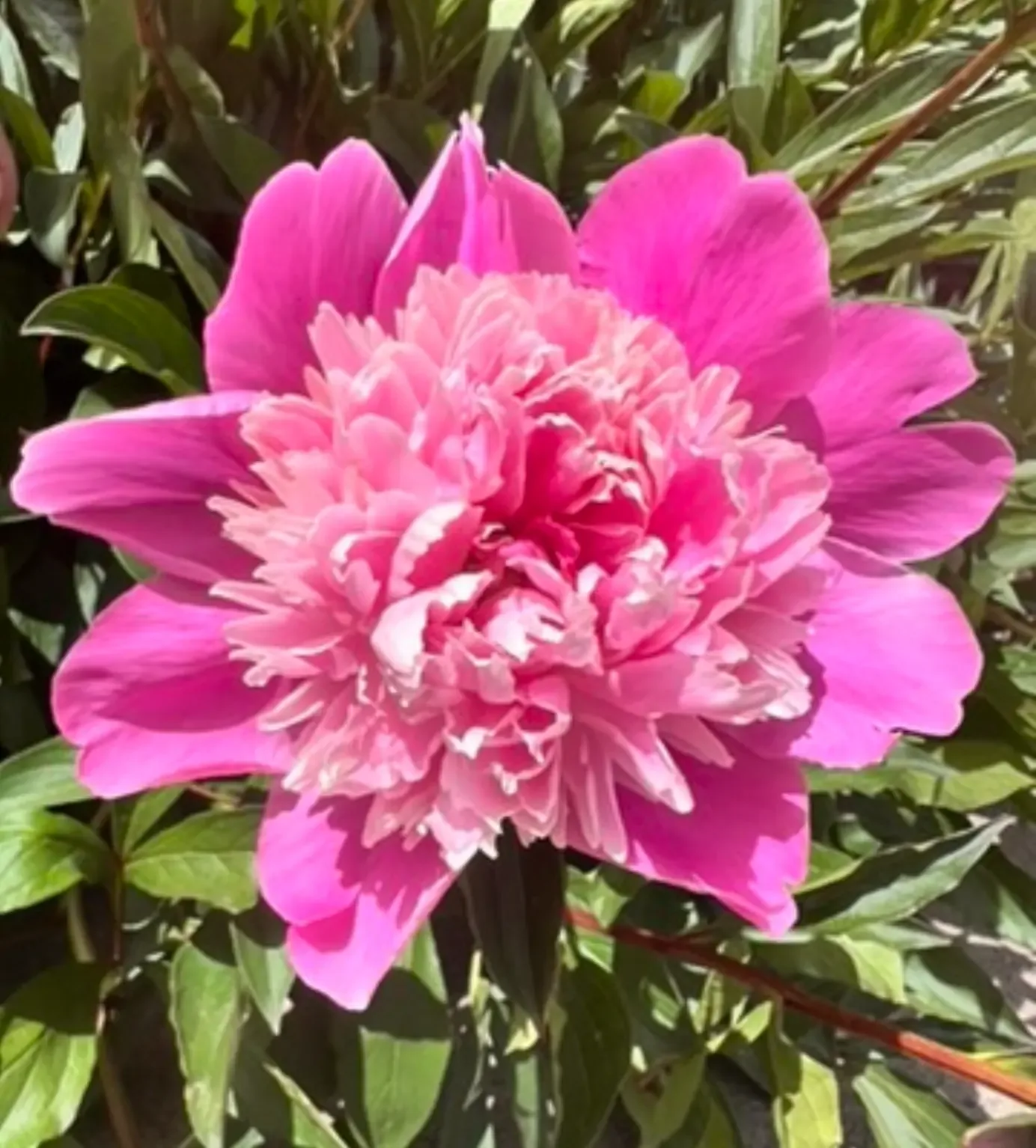 A pink peony in full bloom among green leaves